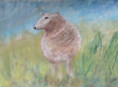 /album/fotogalerij-2013/schaap-met-pastelkrijt-2024-jpg/